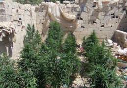 2 kilo kubar esrar ve 300 kök dişi Hint keneviri ele geçirildi