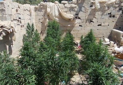 2 kilo kubar esrar ve 300 kök dişi Hint keneviri ele geçirildi