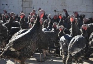 10 kiloluk bir hindinin fiyatı 110 lirayı buluyor