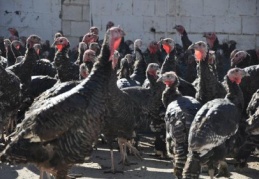 10 kiloluk bir hindinin fiyatı 110 lirayı buluyor