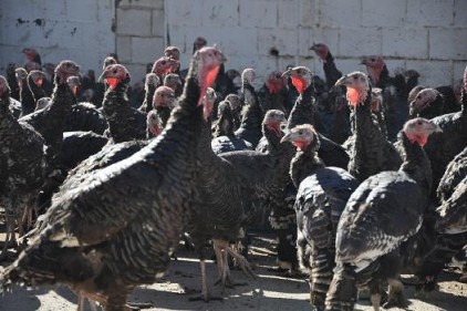 10 kiloluk bir hindinin fiyatı 110 lirayı buluyor