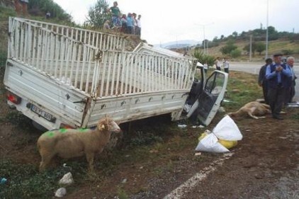 20 kurbanlık koyun telef oldu