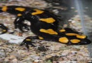 4 lekeli semender doğal hayatlarına bırakıldı