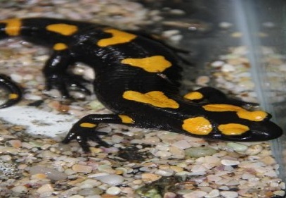 4 lekeli semender doğal hayatlarına bırakıldı