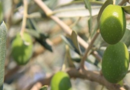 1 milyon 446 bin 117 ton zeytin danesi alınacak