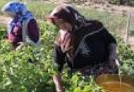 1 milyon 900 bin kadın çiftçi eğitim aldı