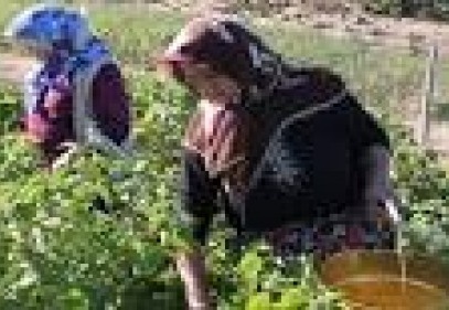 1 milyon 900 bin kadın çiftçi eğitim aldı