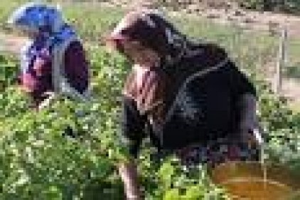 1 milyon 900 bin kadın çiftçi eğitim aldı
