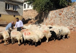 5 milyon 150 bin kurbanlık var