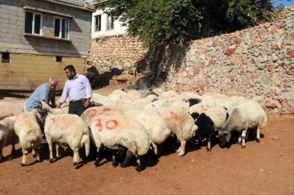 5 milyon 150 bin kurbanlık var