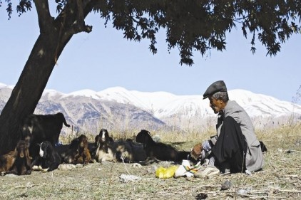 1 milyon kasaplık koyun ithal edildi