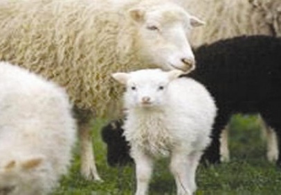 24 milyon küçük baş hayvan küpelenecek