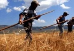 77 milyon TL hububat ve bakliyat primi ödenecek