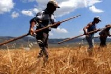 77 milyon TL hububat ve bakliyat primi ödenecek
