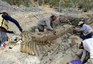 72 milyon yıllık dinozor kuyruğu fosili bulundu