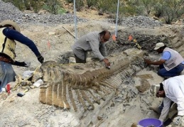 72 milyon yıllık dinozor kuyruğu fosili bulundu