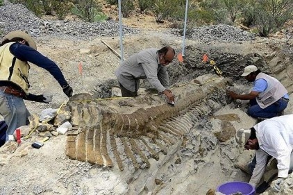 72 milyon yıllık dinozor kuyruğu fosili bulundu