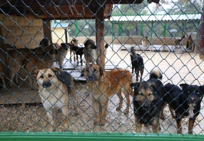 Nizip'teki hayvan barınağı islah edilecek