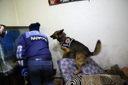 300 polis, şafak vakti toplam 36 adrese eş zamanlı baskın düzenledi