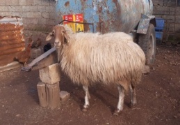 3 şahıs yakalandı