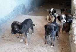 7 tane yavru köpeği çuvalla inşaata attılar