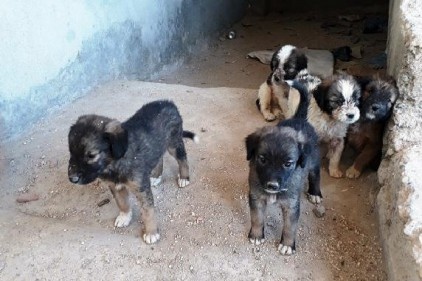 7 tane yavru köpeği çuvalla inşaata attılar