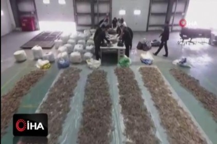 1.28 ton kurutulmuş denizatı ele geçirildi