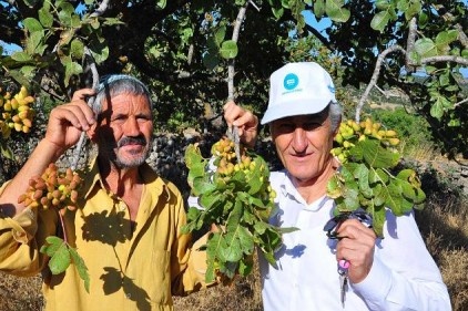 80 ton rekolte bekliyorlar