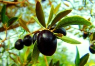 5 ülkede Türk zeytin ve zeytinyağının tanıtımı yapılacak