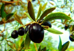 5 ülkede Türk zeytin ve zeytinyağının tanıtımı yapılacak