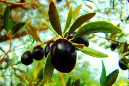 5 ülkede Türk zeytin ve zeytinyağının tanıtımı yapılacak