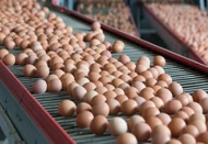40 ülkedeki yumurtalarda zehirli “fipronil” maddesi var