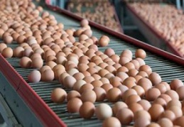 40 ülkedeki yumurtalarda zehirli “fipronil” maddesi var