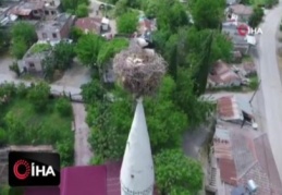 40 yıldır aynı caminin minaresine yuva yapan leylekler köyün simgesi oldu