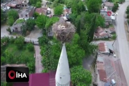 40 yıldır aynı caminin minaresine yuva yapan leylekler köyün simgesi oldu