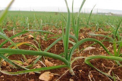 2020 yılının ilk sarımsağından 65 ton rekolte bekleniyor