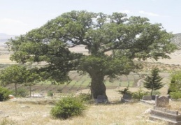 300 yıllık meşe palamutlarının korunması istendi