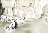 1 milyon yıl öncesine ait mamut fosillerinden DNA elde edildi