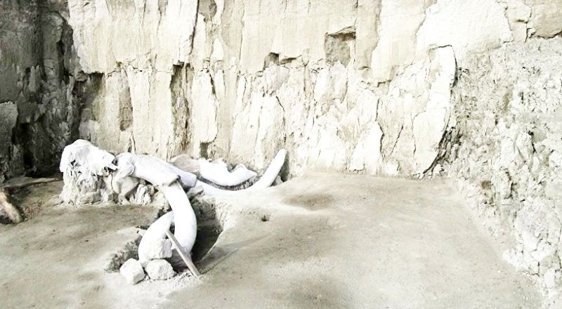 1 milyon yıl öncesine ait mamut fosillerinden DNA elde edildi