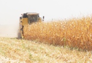 1 TL 30 kuruşa Antep piyasasına satılıyor