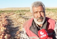 1 TL'ye ürettiği soğanı 30 kuruşa satan çiftçi isyan etti