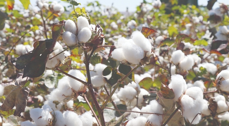 10 bin ton pamuk rekoltesi bekleniyor