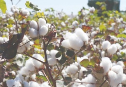 10 bin ton pamuk rekoltesi bekleniyor