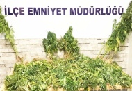 104 kök Hint keneviri ele geçirildi