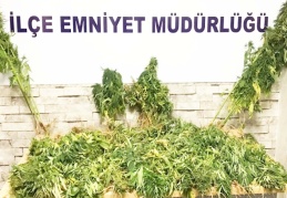 104 kök Hint keneviri ele geçirildi