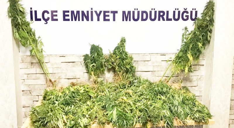 104 kök Hint keneviri ele geçirildi