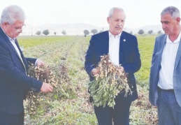 11 liraya satılan Yer fıstığı, 5 liraya alıcı bulamıyor