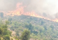 14 gün süren Köyceğiz yangını kontrol altına alındı