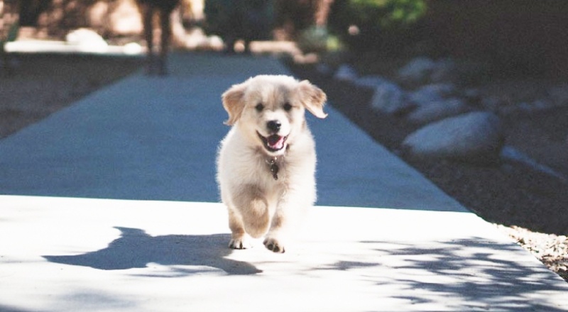 14 Temmuz'dan sonra kedi köpek satışı yasak