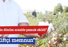“15 bin dönüm arazide pamuk ekildi”